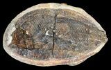 Triassic Fossil Fish (Boreosomus) In Nodule - Madagascar #53655-2